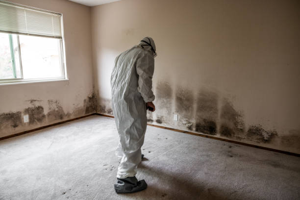 Home Mold Removal in Elberton, GA